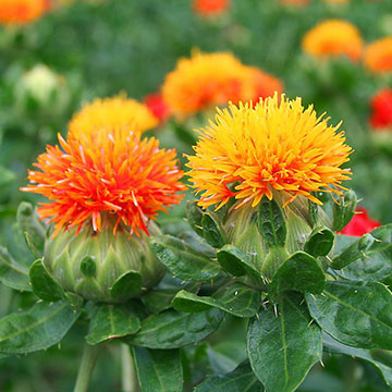 紅花色素です。潤い豊かで素顔が明るくなります。