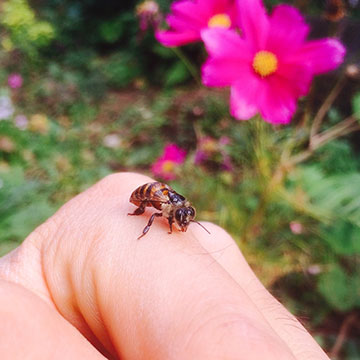 披露山ガーデンの日本蜜蜂